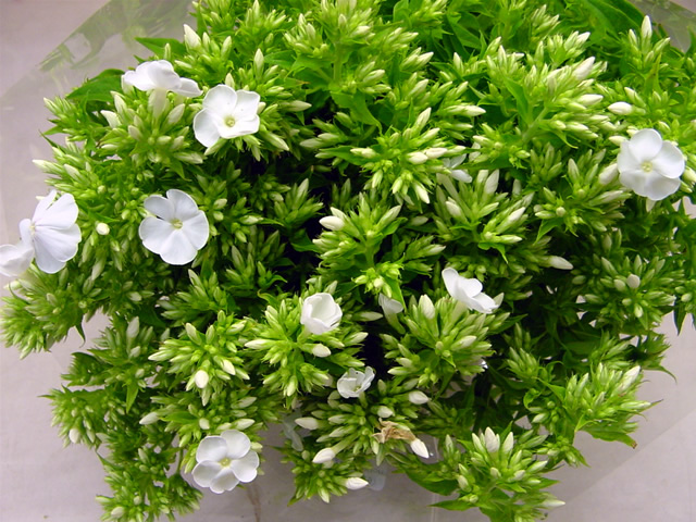 ソノタキリバナ フロックスホワイト 70ｃｍ (白)