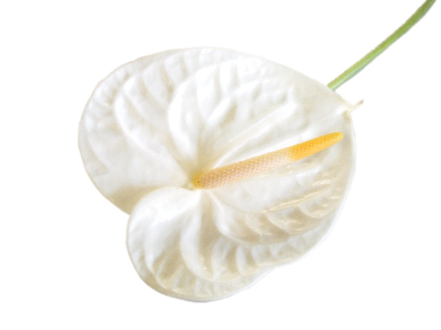 アンスリウム　ホワイト L 【予約メニュー】推奨産地