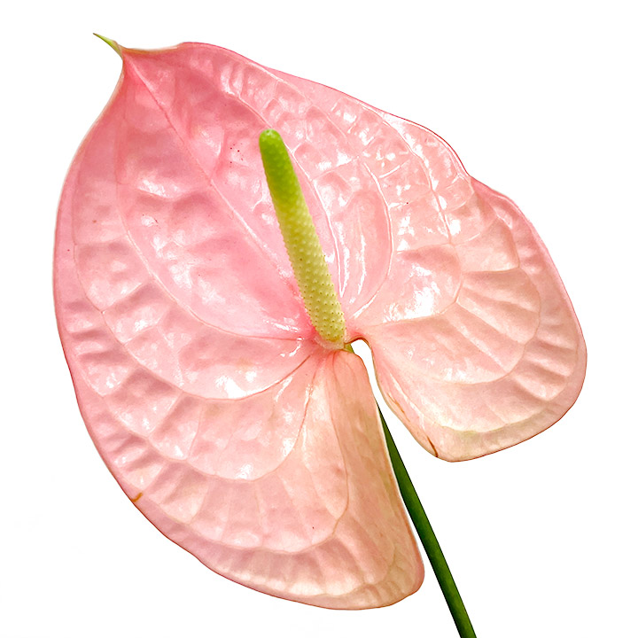 アンスリウム　ピンク L 【予約メニュー】推奨産地