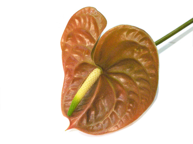 アンスリウム　テラ L 【予約メニュー】推奨産地