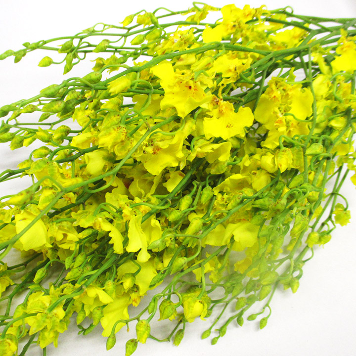 オンシジウム ハニーエンジェル L 【予約メニュー】推奨産地