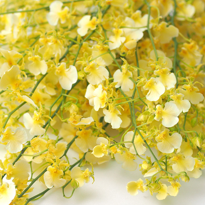 オンシジウム エレナ L 【予約メニュー】推奨産地