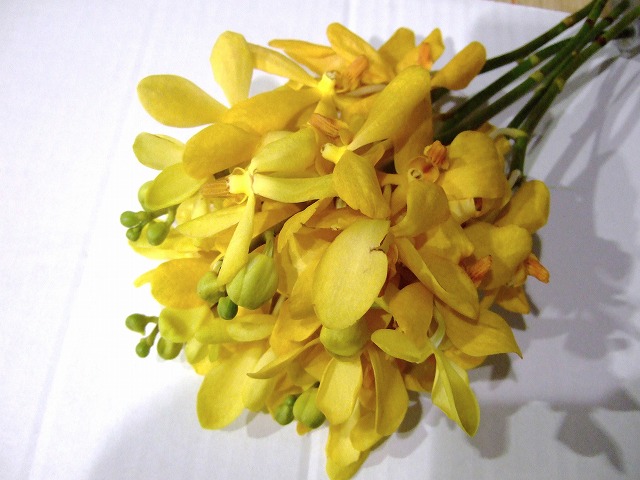 ソノタ　ヨウラン モカラ シティイエロー XL55ｃｍ (黄色)