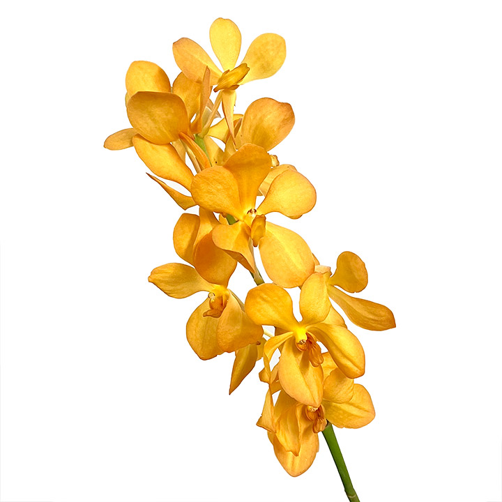 ソノタ　ヨウラン　モカラ　オレンジ L【推奨産地】