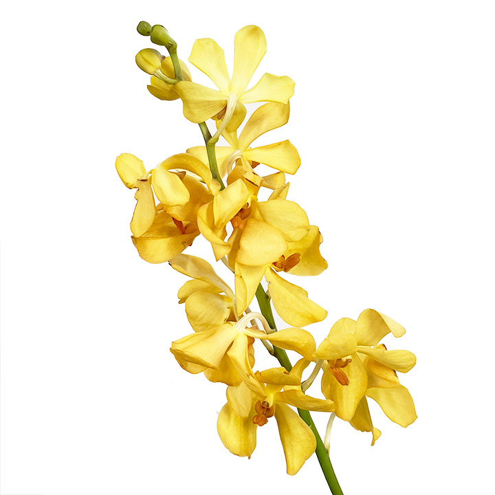 ソノタ　ヨウラン　モカラ　イエロー　 L【推奨産地】