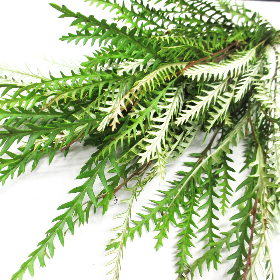 ワイルドフラワー グレビリア アイバンホ－ 50CM (その他)