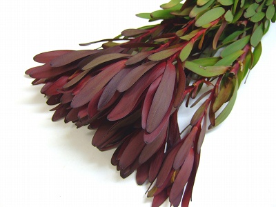 リューカデンドロン　サファリサンセット サファリサンセット L 推奨産地