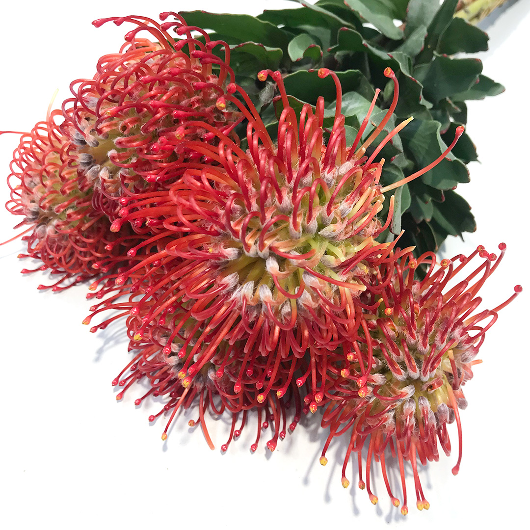 ワイルドフラワー ピンクッション アヨバレッド 60ｃｍ (赤)