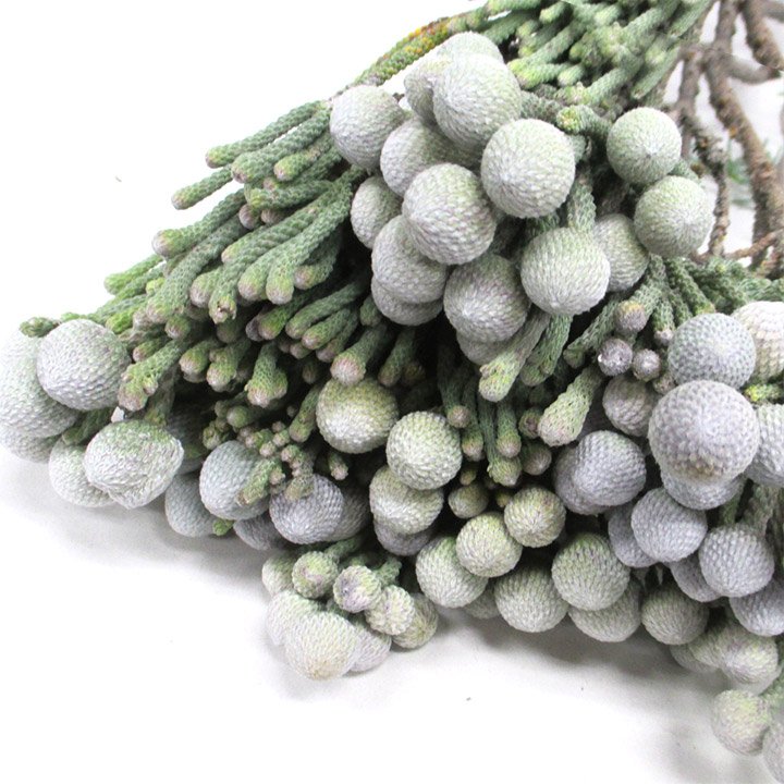 ﾜｲﾙﾄﾞﾌﾗﾜｰ ブルニア　シルバー 40cm 【予約メニュー】輸入　またはスプレーブロニア