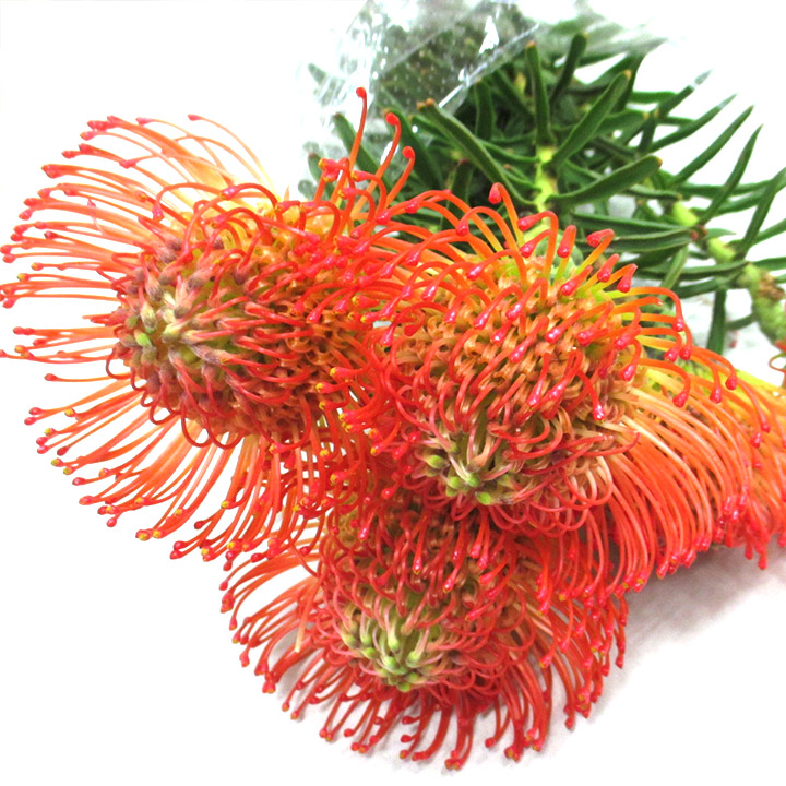 ワイルドフラワー ピンクッション レッド L 【予約メニュー】推奨産地