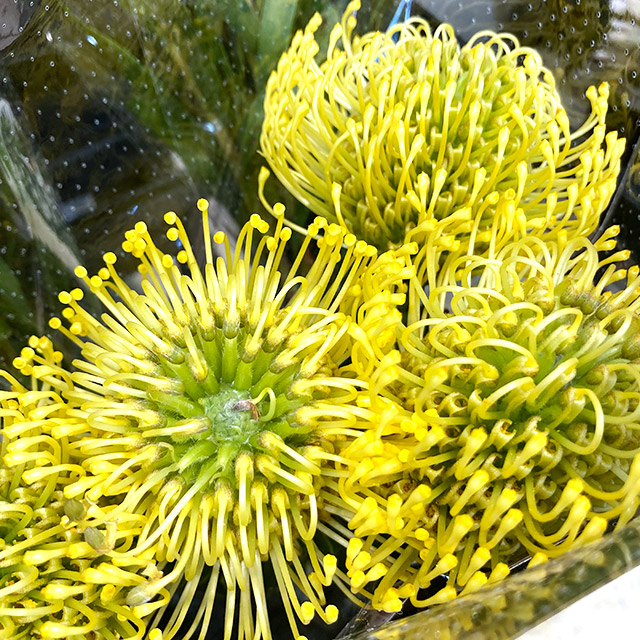 ワイルドフラワー ピンクッション イエロー L 【予約メニュー】推奨産地