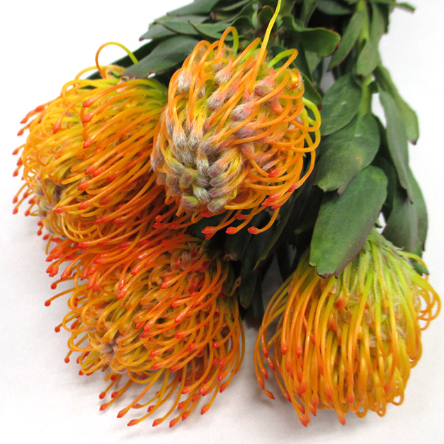 ワイルドフラワー ピンクッション オレンジ L 【予約メニュー】推奨産地