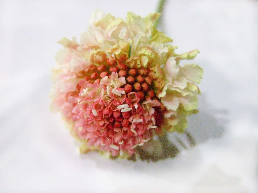 スカビオサ コットンキャンディスクープ（WP）40～50cm【予約メニュー】青木園芸など