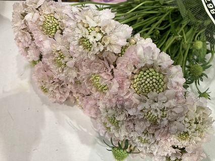 スカビオサ フレンチバニラ（LLP）40～50cm【予約メニュー】青木園芸など