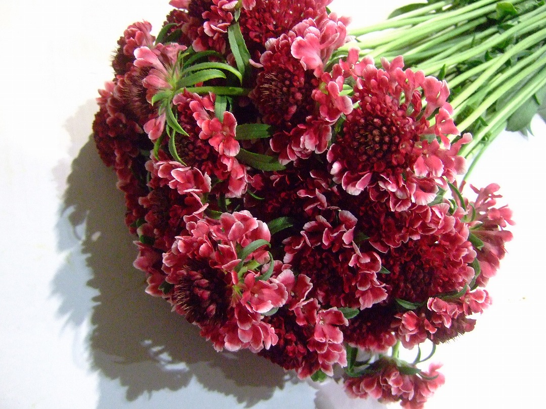 スカビオサ RベリーRスコープ（DP）40～50cm【予約メニュー】青木園芸など