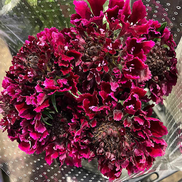 スカビオサ メルロースクープ　40～50cm【予約メニュー】青木園芸など