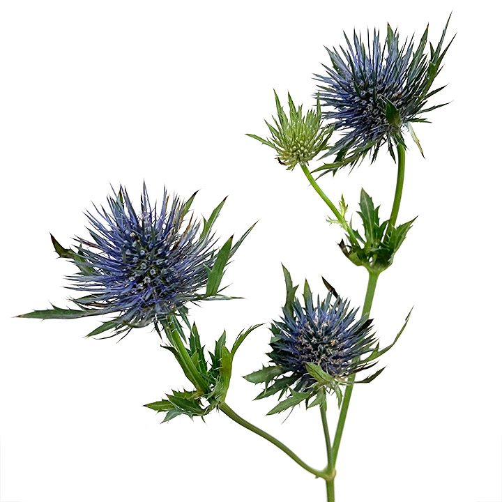 エリンジューム　ブルー L 【予約メニュー】推奨産地