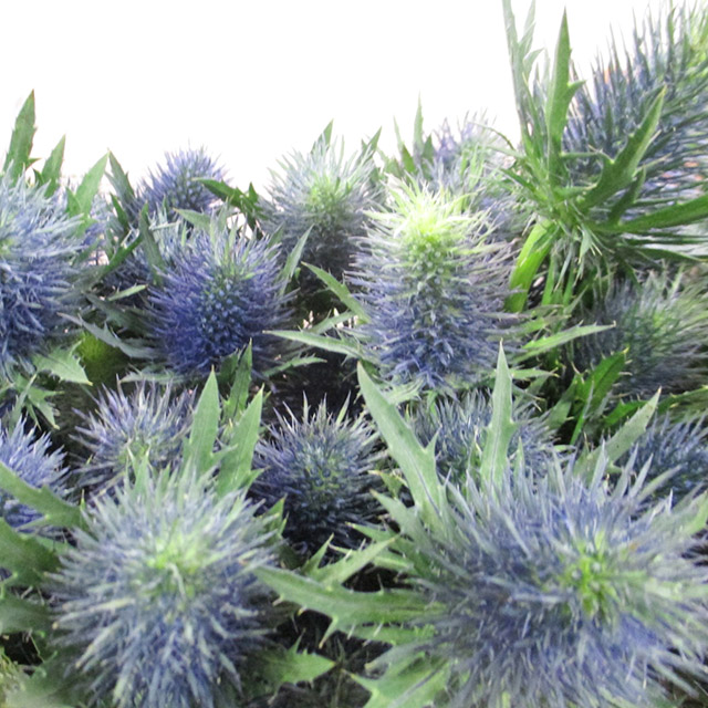 エリンジューム　スーパー　ノバ　 L【推奨産地】