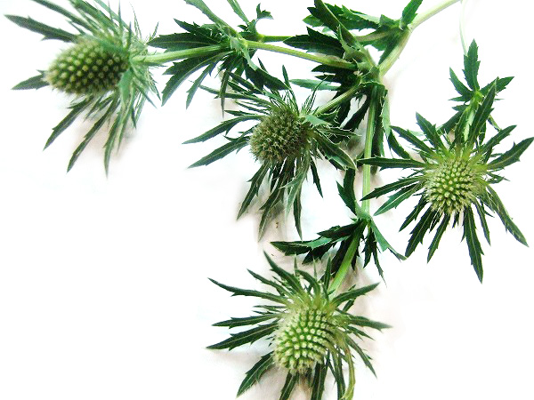 エリンジューム　シリウス L【推奨産地】