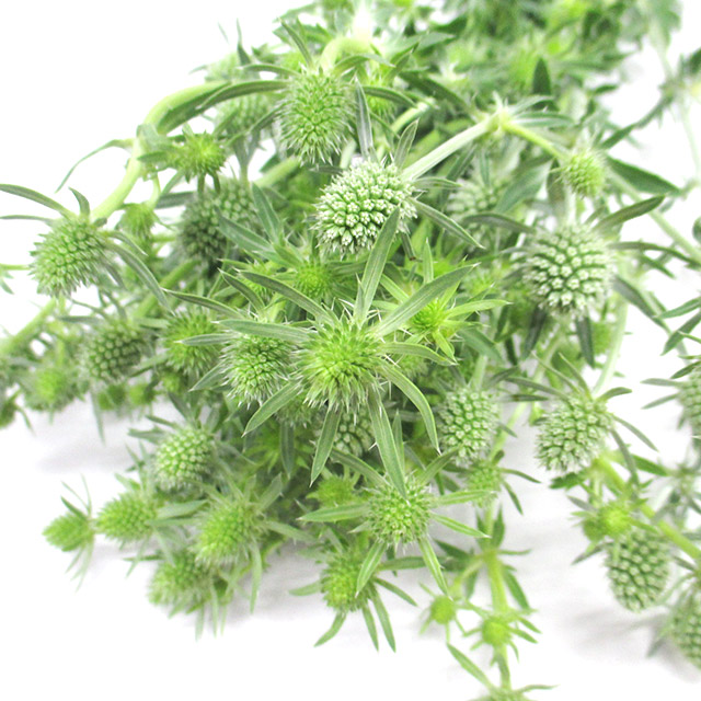 エリンジューム　ホワイト L 【予約メニュー】推奨産地