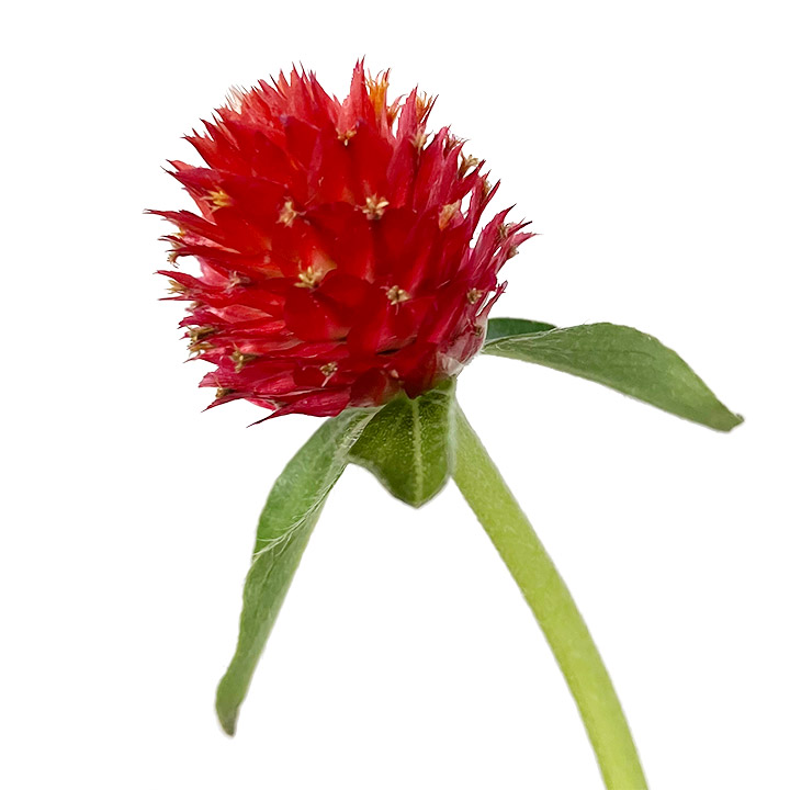 ｾﾝﾆﾁｺｳ ﾙｲ ストロベリー　フィールド L 【予約メニュー】産地おまかせ