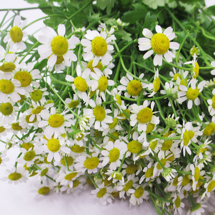 マトリカリア　シングルベグモ シングルベグモ L 推奨産地