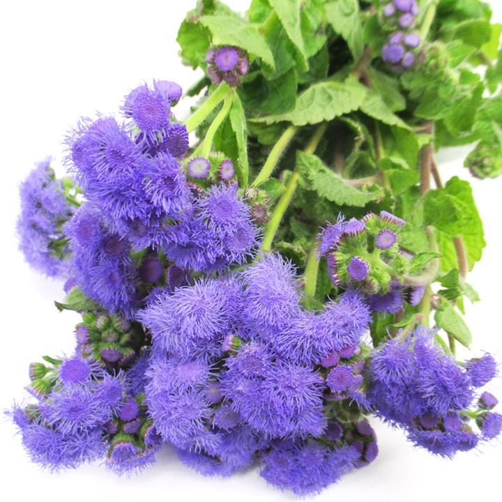 アゲラタム トップブル－ 50CM (青)