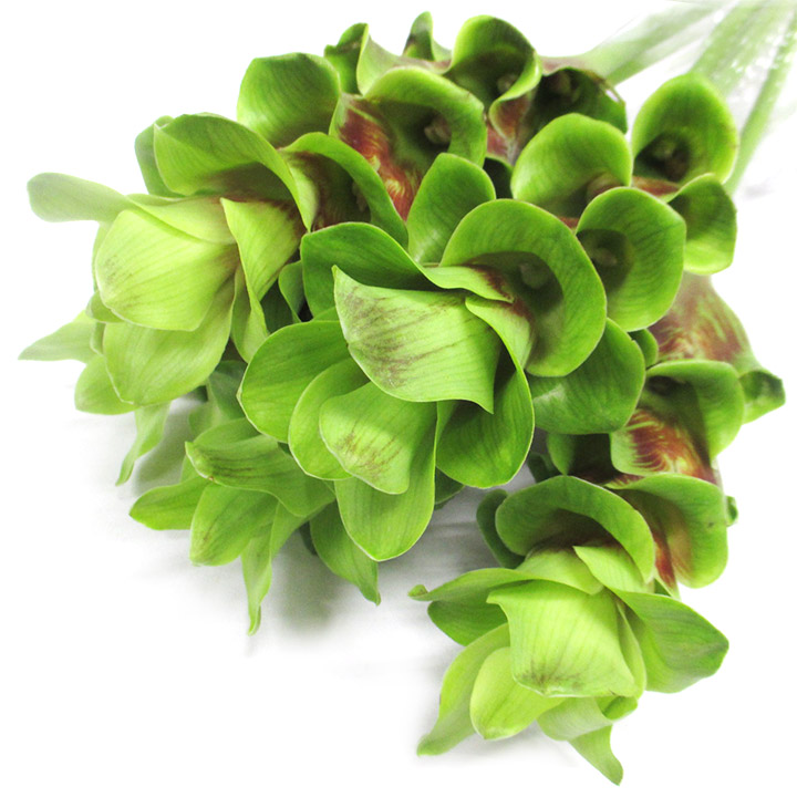 クルクマ　グリーン L 【予約メニュー】推奨産地