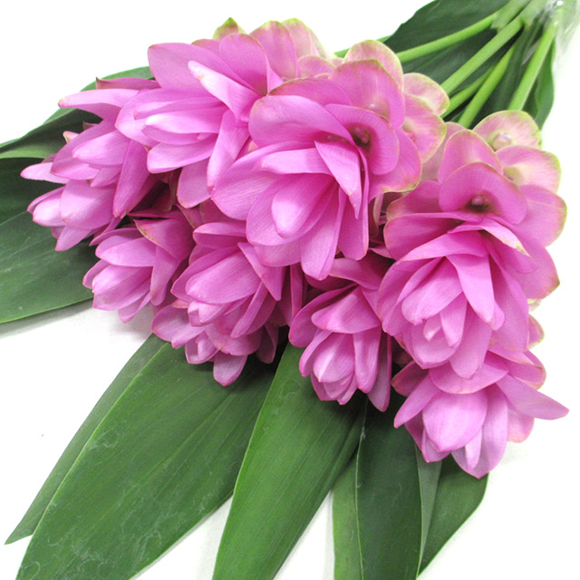 クルクマ　ピンク L 【予約メニュー】推奨産地