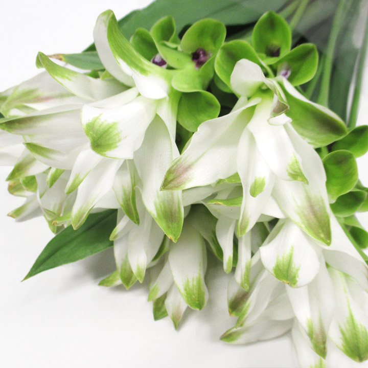 クルクマ　ホワイト L 【予約メニュー】推奨産地