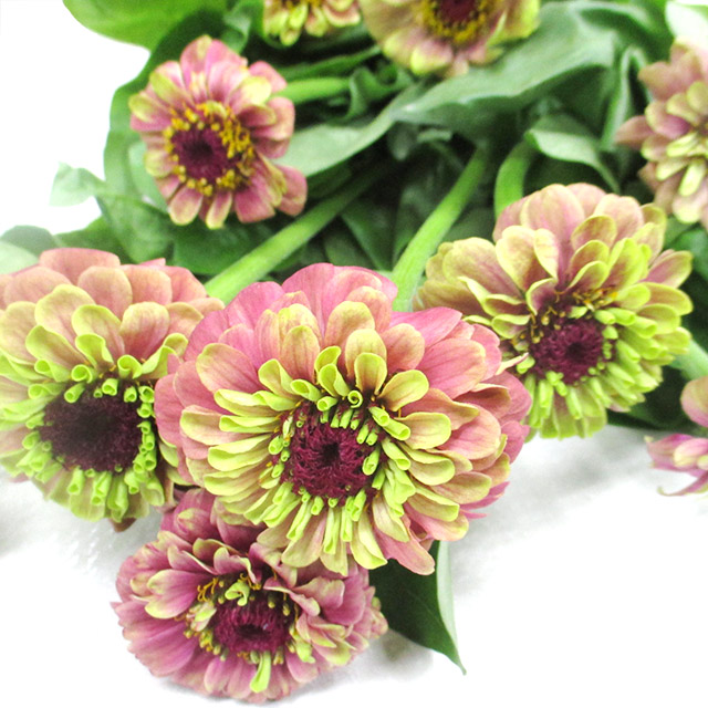 ジニア　クィーン　レッドライム L【推奨産地】