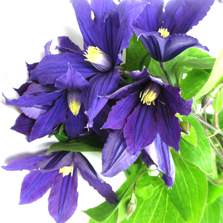 クレマチス デュランディ L 【予約メニュー】推奨産地