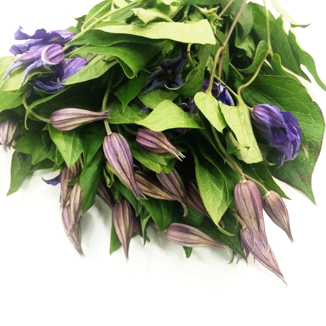 クレマチス ブルーピルエット L 【予約メニュー】推奨産地