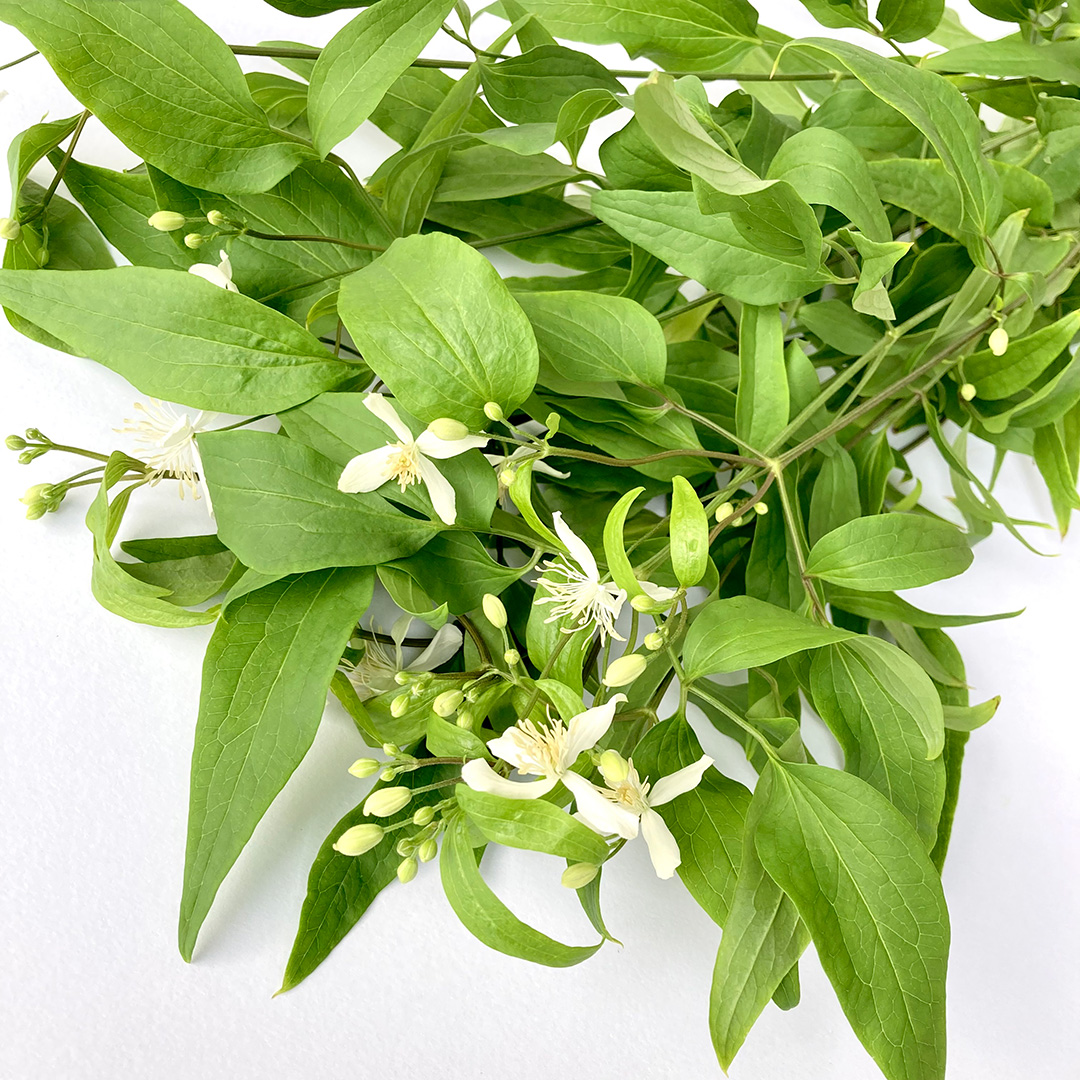 クレマチス レクタパメラ 60CM (白)