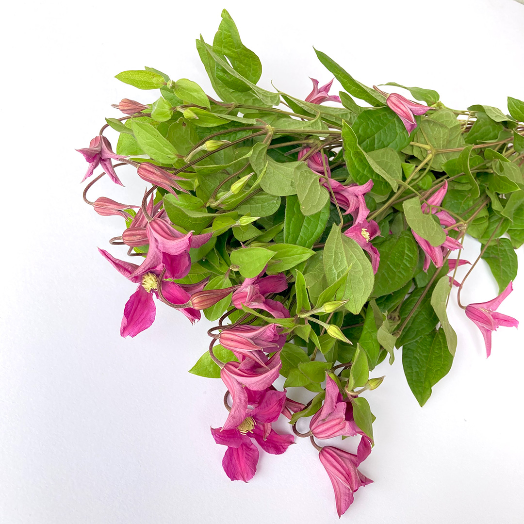 クレマチス キーウ L 【予約メニュー】推奨産地