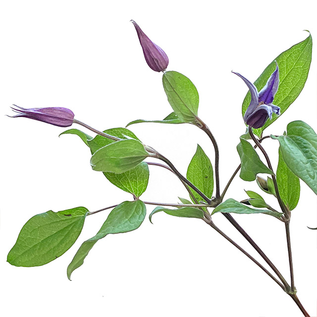 クレマチス ブルー L 【予約メニュー】推奨産地