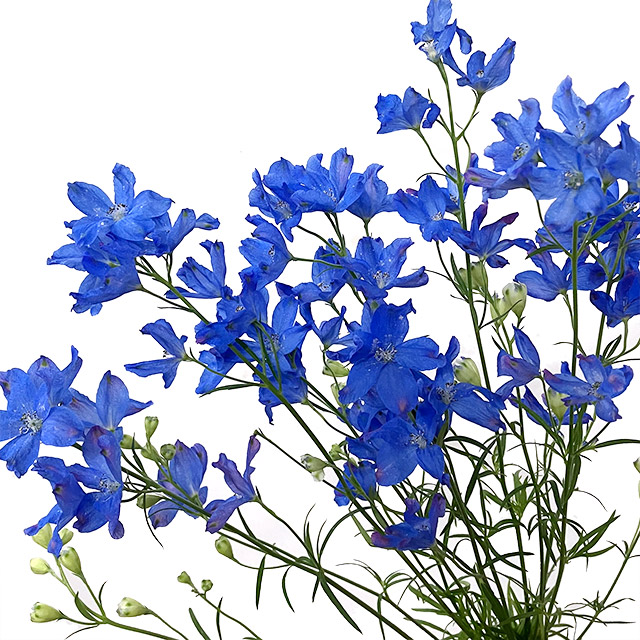 ﾃﾞﾙﾌｨ ｽﾌﾟﾚｰ グラン　ブルー　ＳＰ（Ｂ） 50cm 【予約メニュー】愛知、栃木産など