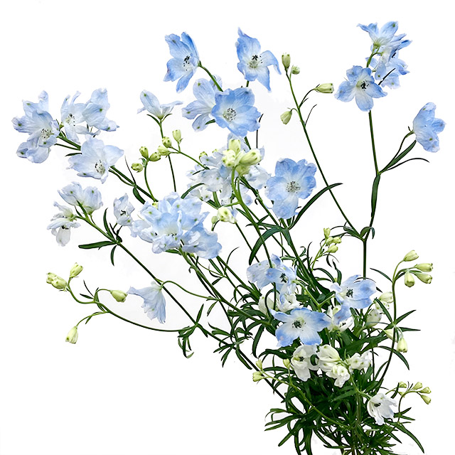 ﾃﾞﾙﾌｨ ｽﾌﾟﾚｰ プラチナブルー　ＳＰ（ＬＢ） 50cm 【予約メニュー】愛知、栃木産など