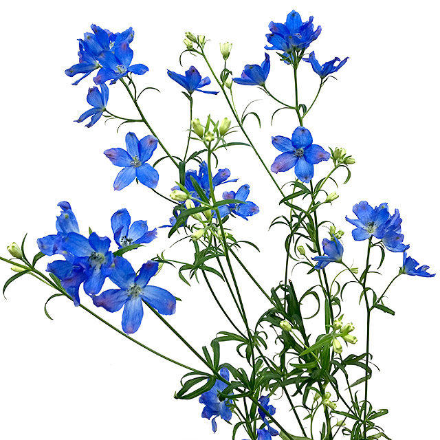 デルフィ　スプレー　デルフィ　ブルーＳＰ L【推奨産地】