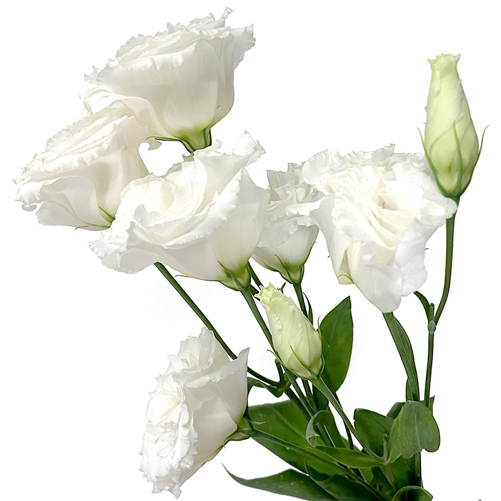 ﾄﾙｺ ﾔｴ ﾎﾜｲﾄ リシアンサス　ヤエ　ホワイト 2L 【予約メニュー】国産予定　産地おまかせ