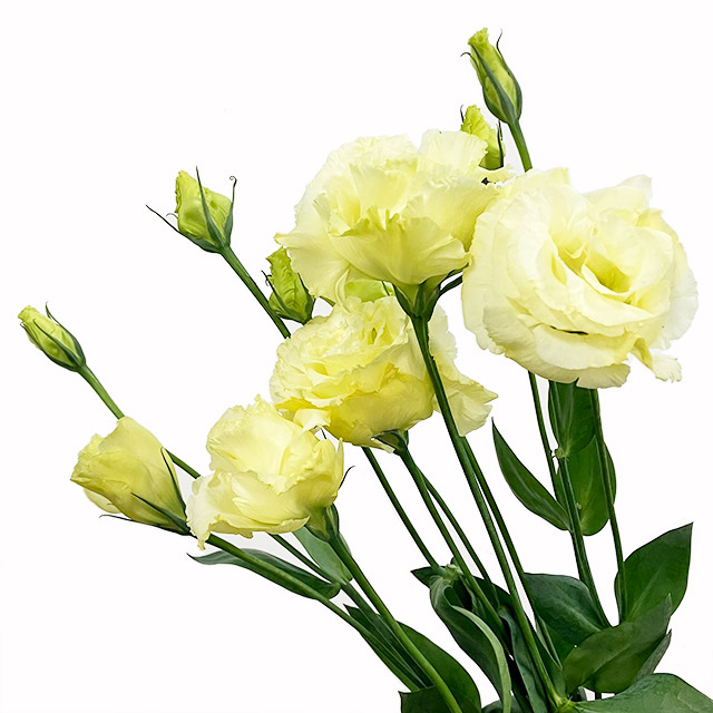 リシアンサス　八重イエロー 八重イエロー L 推奨産地