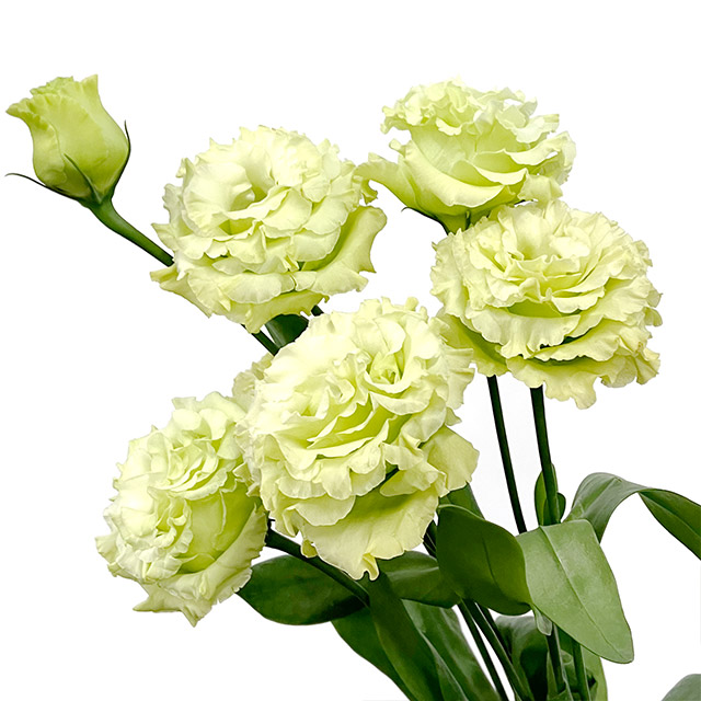 ﾄﾙｺ ﾔｴ Y & G リシアンサス　ヤエ　グリーン 2L 【予約メニュー】国産予定　産地おまかせ