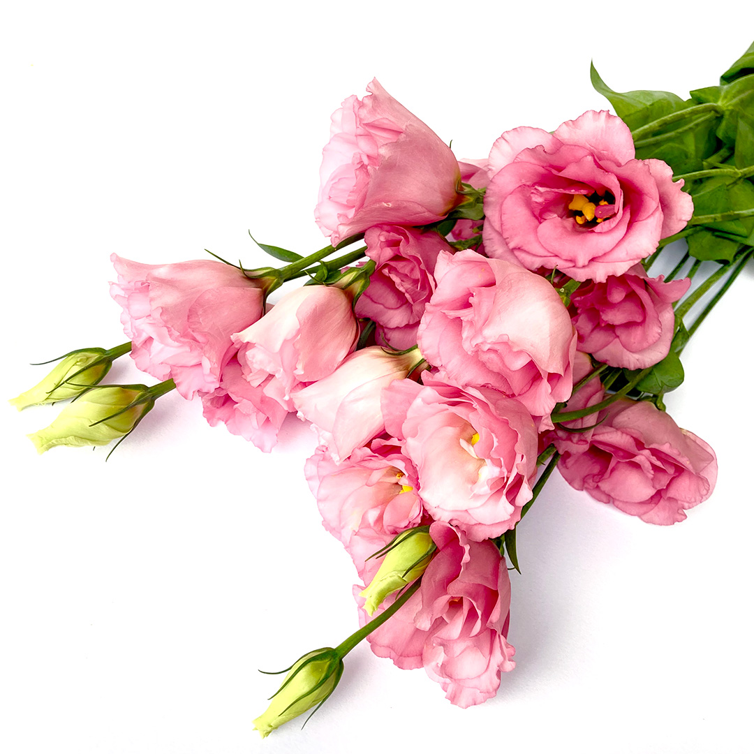 リシアンサス　八重ピンク 八重ピンク L 推奨産地