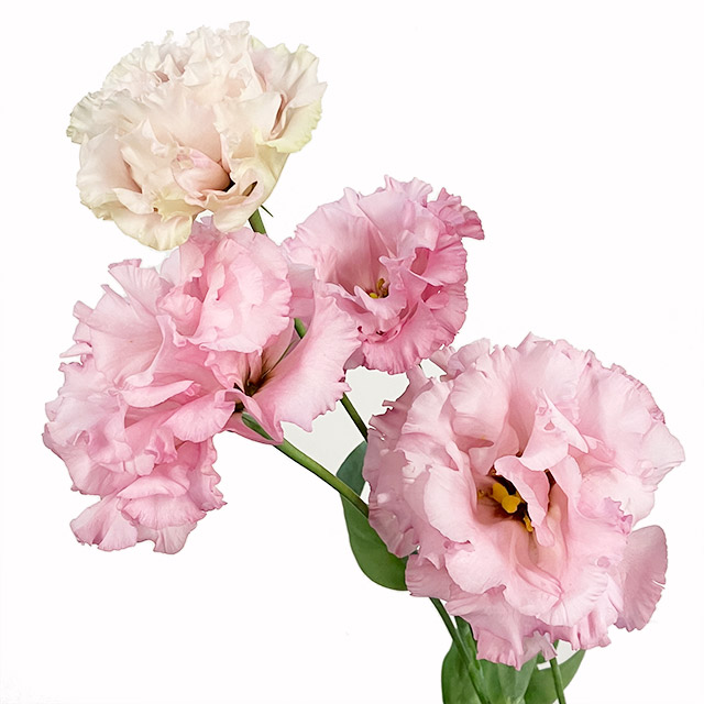 リシアンサス　八重ピンク 八重ライトピンク L 推奨産地