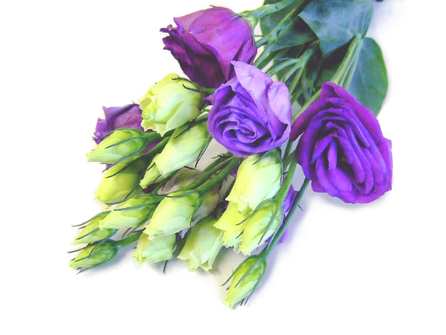 ﾄﾙｺ ﾔｴ ﾑﾗｻｷ リシアンサス　ヤエムラサキ 2L 【予約メニュー】国産予定　産地おまかせ