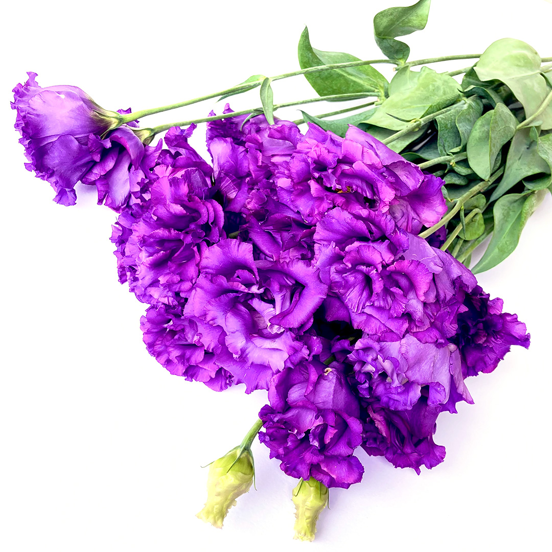 リシアンサス　八重ムラサキ 八重ムラサキ L 推奨産地