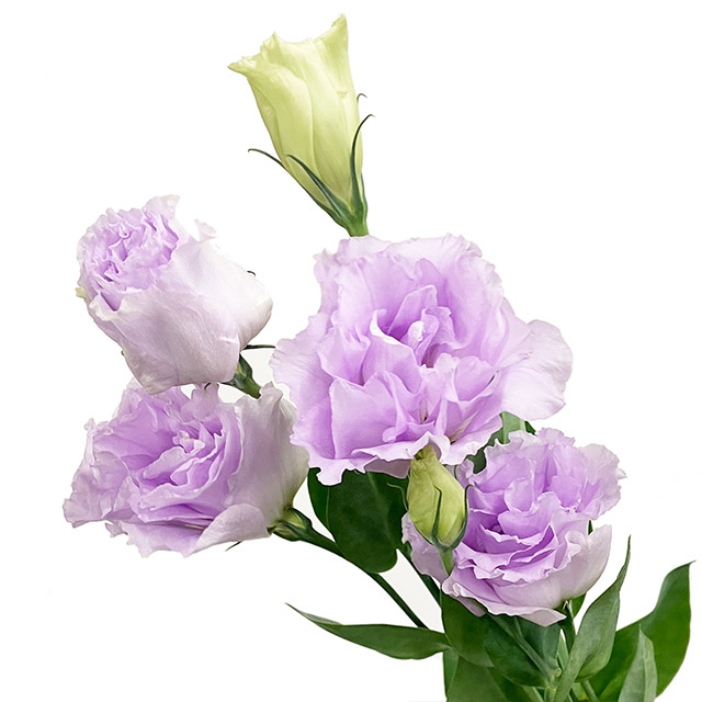 リシアンサス　八重ムラサキ 八重ラベンダー L 推奨産地