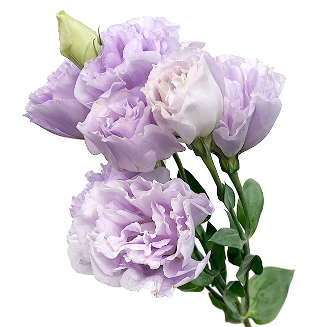 ﾄﾙｺ ﾔｴ ﾑﾗｻｷ リシアンサス　ヤエ　ＬＶ　ラベンダー 2L 【予約メニュー】国産予定　産地おまかせ