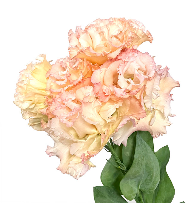 リシアンサス　八重アプリコット 八重アプリコット L 推奨産地