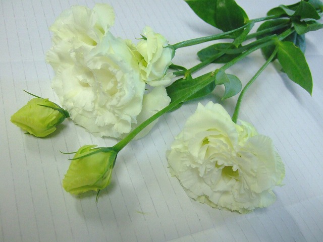 ﾄﾙｺ ﾔｴ ﾎﾞﾔｰｼﾞｭ ﾎﾜｲﾄ 2L 【予約メニュー】国産予定　産地おまかせ